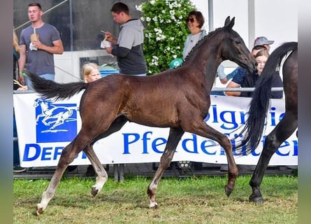 Oldenburgo, Semental, 1 año, 165 cm, Castaño oscuro