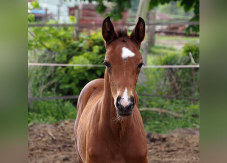 Oldenburgo, Semental, 1 año, 168 cm, Castaño oscuro