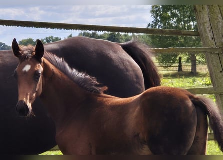 Oldenburgo, Semental, 1 año, 169 cm, Castaño oscuro