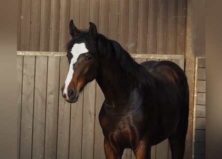 Oldenburgo, Semental, 1 año, 169 cm, Castaño oscuro