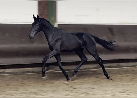 Oldenburgo, Semental, 1 año, 169 cm, Negro