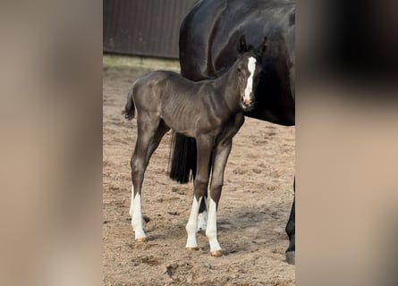 Oldenburgo, Semental, 1 año, 169 cm, Negro