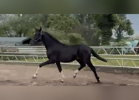 Oldenburgo, Semental, 1 año, 172 cm, Negro