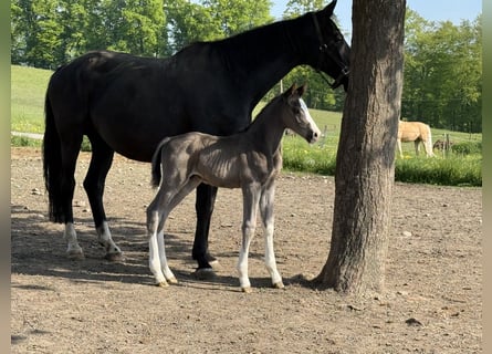Oldenburgo, Semental, 1 año, 173 cm, Negro