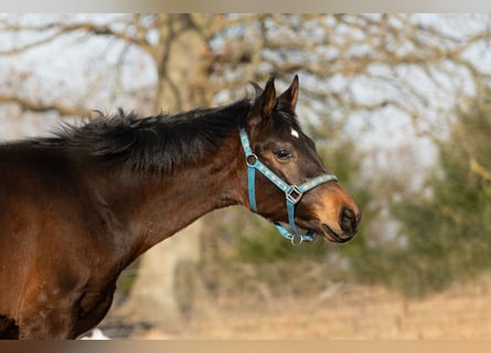 Oldenburgo, Semental, 1 año, 175 cm, Castaño oscuro