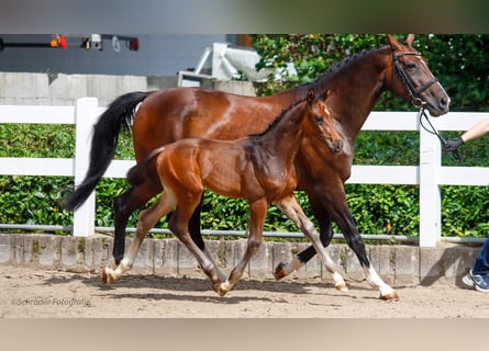 Oldenburgo, Semental, 1 año, Castaño