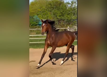 Oldenburgo, Semental, 1 año, Castaño