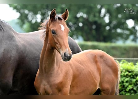 Oldenburgo, Semental, 1 año, Castaño