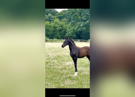 Oldenburgo, Semental, 1 año, Morcillo