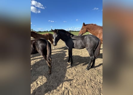 Oldenburgo, Semental, 1 año, Musgo