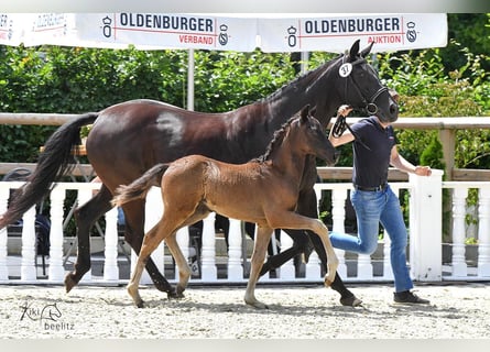 Oldenburgo, Semental, 1 año, Negro