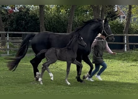 Oldenburgo, Semental, 1 año, Negro