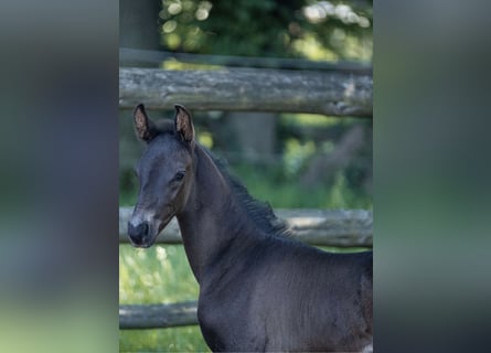 Oldenburgo, Semental, 1 año, Negro