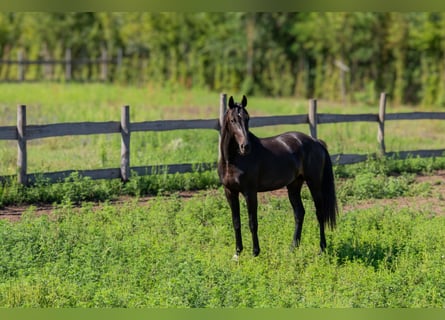 Oldenburgo, Semental, 2 años, 160 cm, Negro
