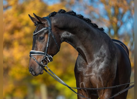 Oldenburgo, Semental, 2 años, 165 cm, Castaño oscuro