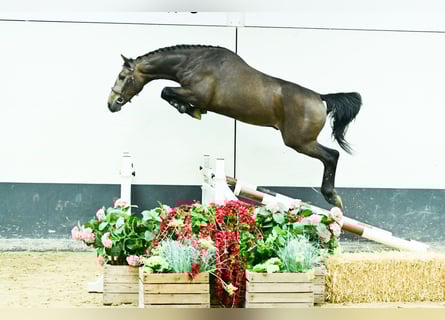 Oldenburgo, Semental, 2 años, 165 cm, Tordo