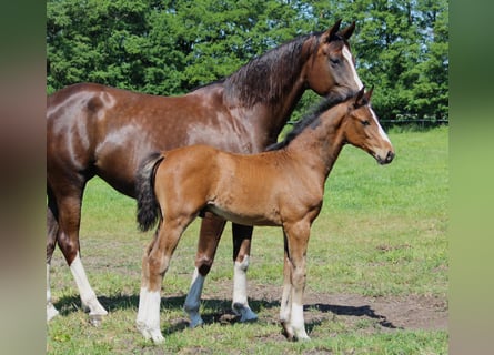 Oldenburgo, Semental, 2 años, 169 cm, Castaño