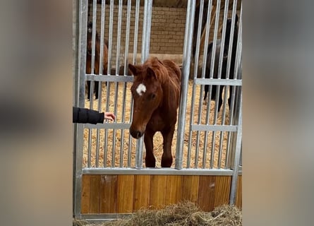 Oldenburgo, Semental, 2 años, 170 cm, Alazán