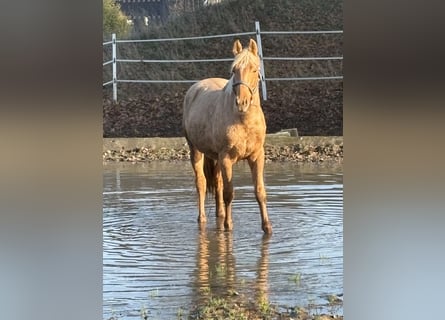 Oldenburgo, Semental, 2 años, 170 cm, Palomino