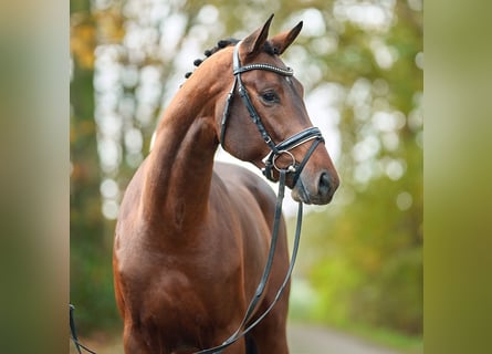 Oldenburgo, Semental, 2 años, Castaño