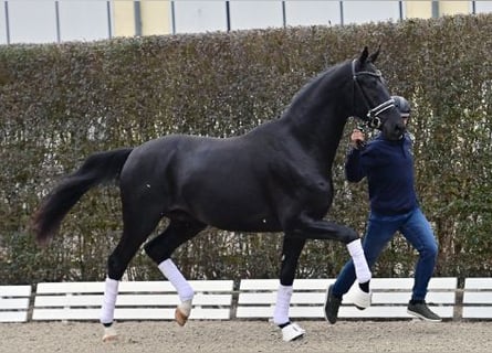 Oldenburgo, Semental, 2 años, Negro