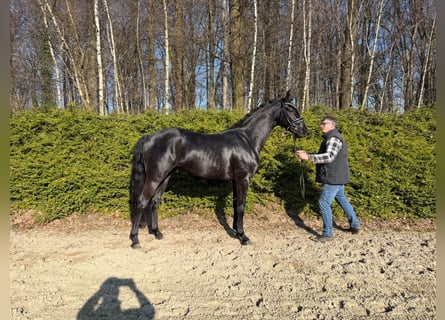 Oldenburgo, Semental, 3 años, 164 cm, Negro