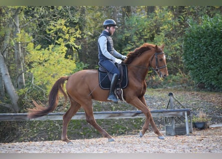 Oldenburgo, Semental, 3 años, 165 cm, Alazán