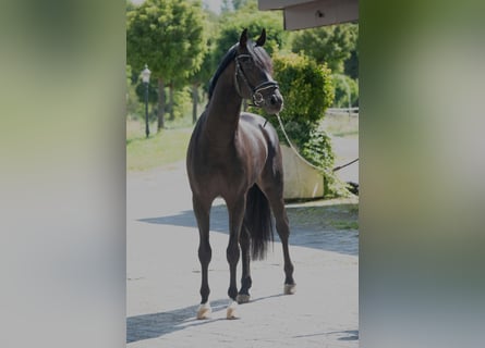 Oldenburgo, Semental, 3 años, 166 cm, Castaño oscuro