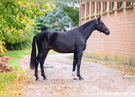 Oldenburgo, Semental, 3 años, 167 cm, Castaño oscuro