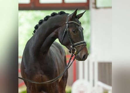 Oldenburgo, Semental, 3 años, 167 cm, Castaño oscuro