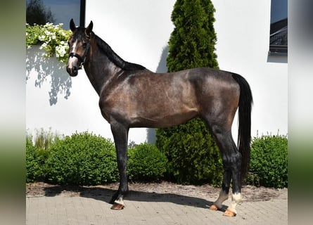 Oldenburgo, Semental, 3 años, 168 cm, Tordo