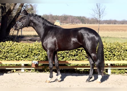 Oldenburgo, Semental, 3 años, 169 cm, Negro