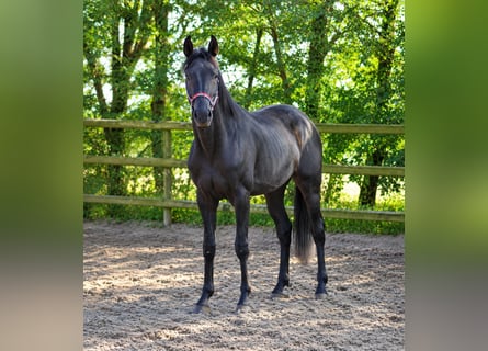 Oldenburgo, Semental, 3 años, 169 cm, Negro
