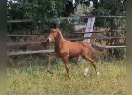 Oldenburgo, Semental, 3 años, 170 cm, Castaño