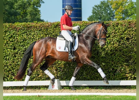 Oldenburgo, Semental, 3 años, 171 cm, Castaño