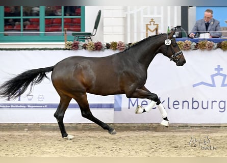Oldenburgo, Semental, 3 años, 171 cm, Morcillo