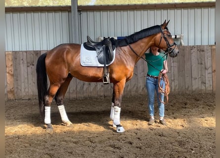 Oldenburgo, Semental, 3 años, 172 cm, Castaño