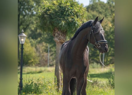 Oldenburgo, Semental, 4 años, 165 cm, Castaño oscuro