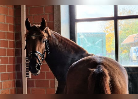 Oldenburgo, Semental, 4 años, 170 cm, Alazán