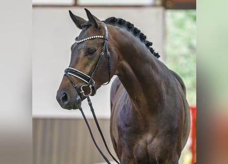 Oldenburgo, Semental, 4 años, 171 cm, Castaño oscuro