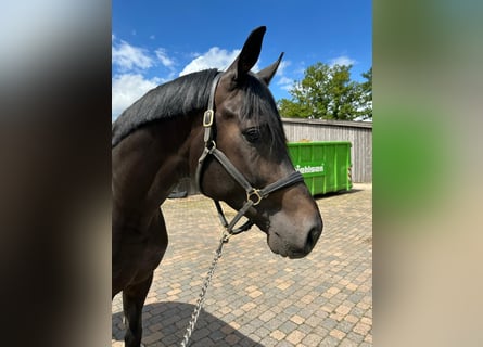 Oldenburgo, Semental, 4 años, 183 cm, Morcillo