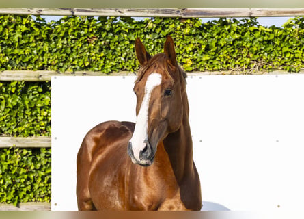 Oldenburgo, Semental, 5 años, 160 cm, Alazán