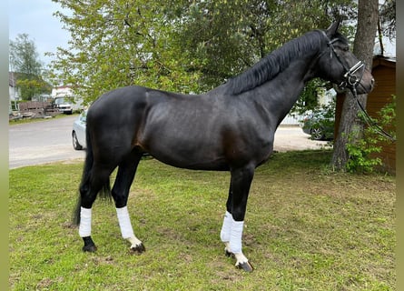 Oldenburgo, Semental, 7 años, 176 cm, Negro
