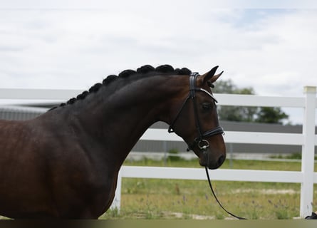 Oldenburgo, Semental, 8 años, 172 cm, Castaño