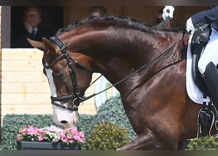 Oldenburgo, Semental, 8 años, 174 cm, Alazán-tostado