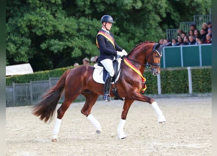 Oldenburgo, Semental, 7 años, 171 cm, Alazán