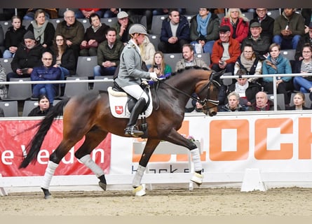 Oldenburgo, Semental, 4 años, 171 cm, Castaño