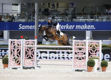 Oldenburgo, Semental, 20 años, 160 cm, Castaño