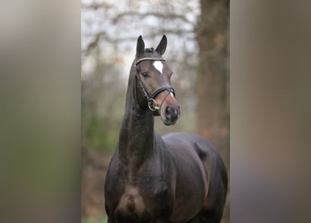 Oldenburgo, Semental, 20 años, 170 cm, Castaño oscuro