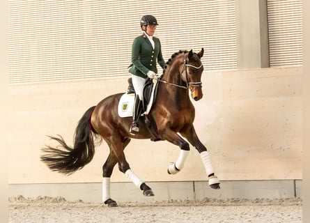 Oldenburgo, Semental, 5 años, 169 cm, Castaño